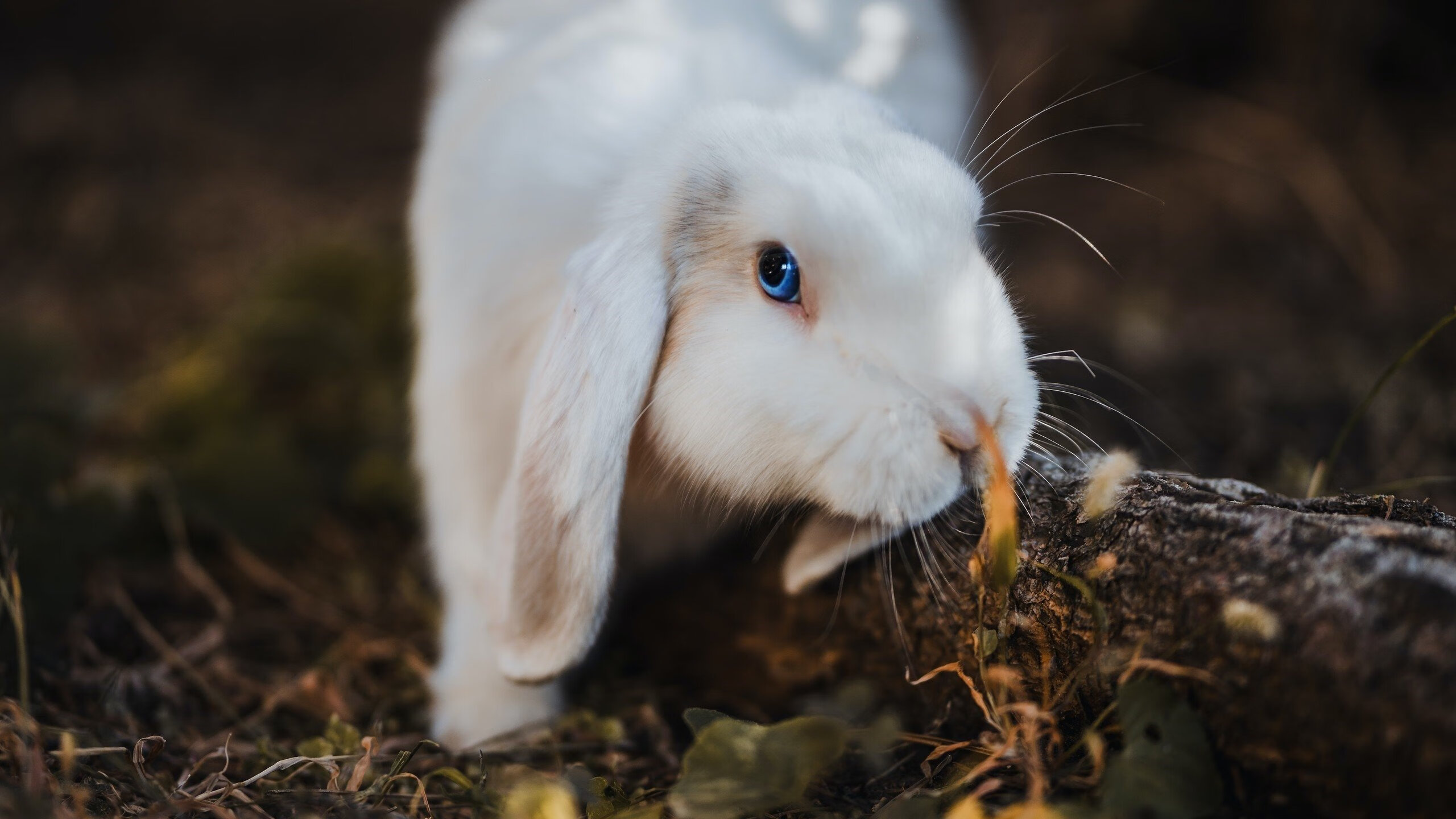 中国足球比赛中控球连续性分析，足球中场控球技巧训练