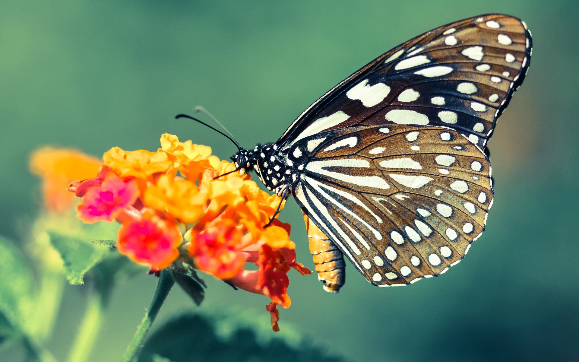 kaiyun网站-德甲防守协作效率与抢断次数的量化分析研究，德甲抢断王