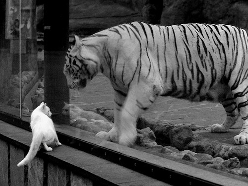 CBA多支球队加强球员体能训练，cba球队增加