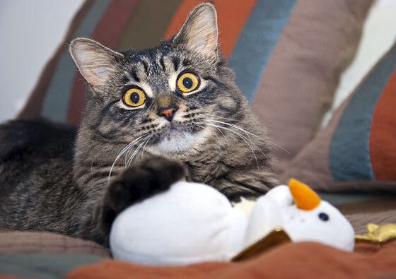 开云官方网站-亚冠联赛中国女足逆袭 球迷热情高涨，中国女足亚洲杯七连冠