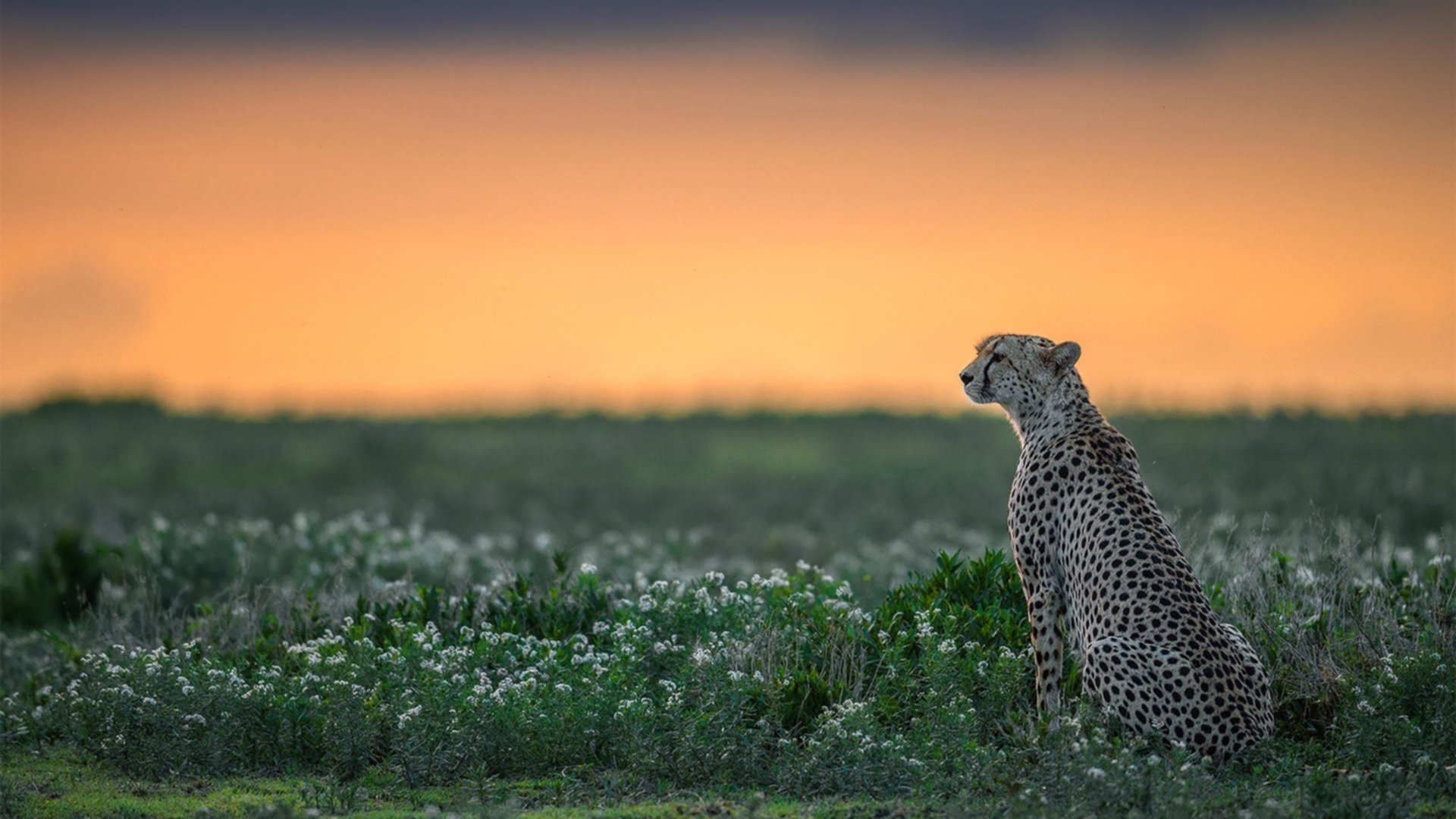 成绩构成分布图：中美表现渐趋接近，成绩的构成