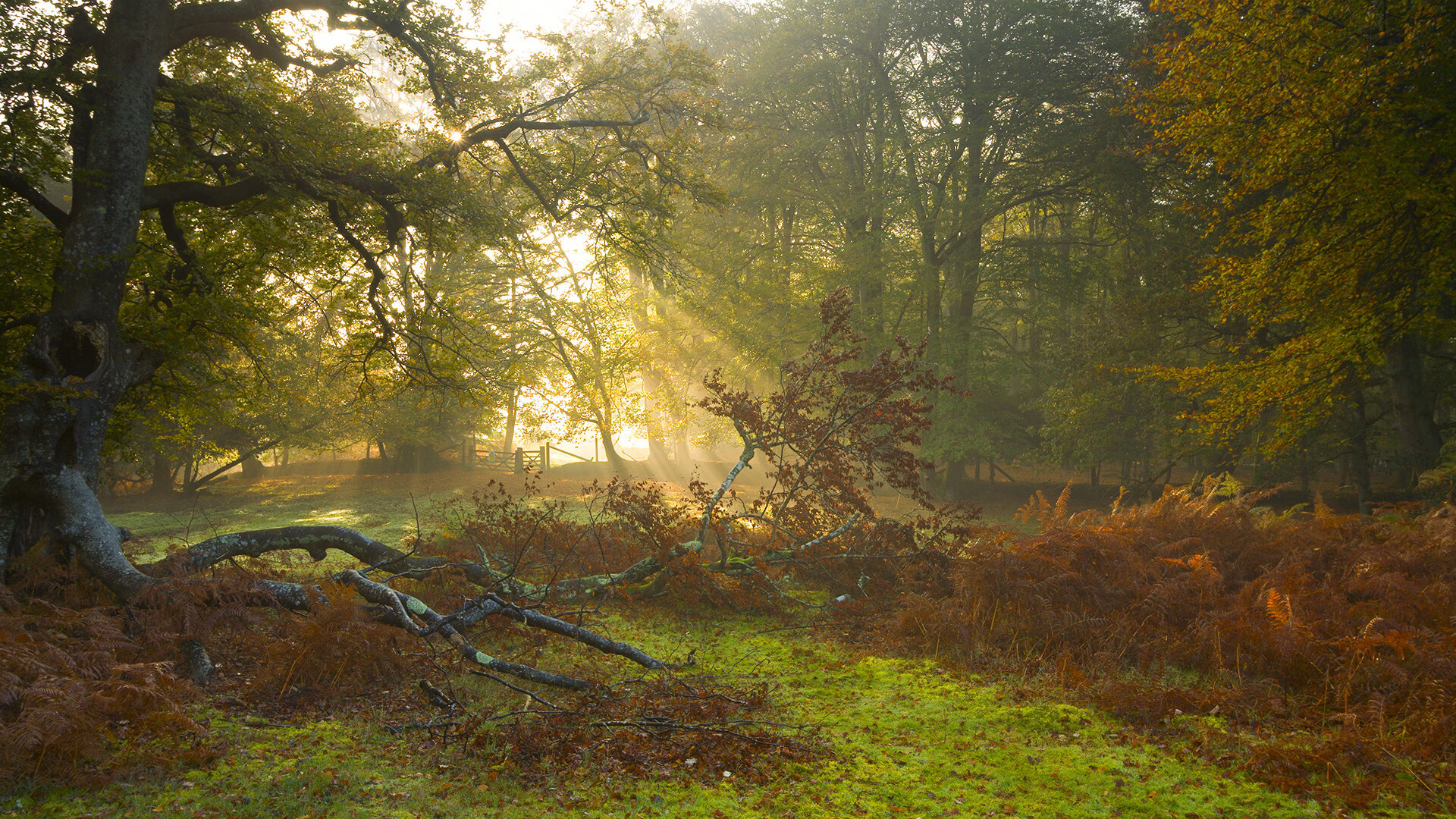 50米蛙泳战况激烈 普里戈达稳定冲线，里约男子50米蛙泳决赛