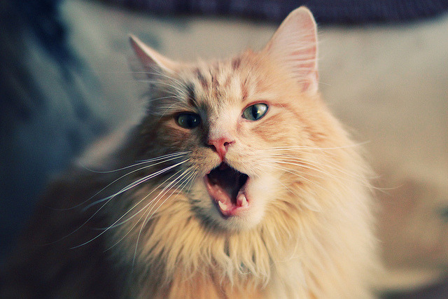 意甲进攻狂潮:它来了!精彩瞬间挡不住!,意甲 sina