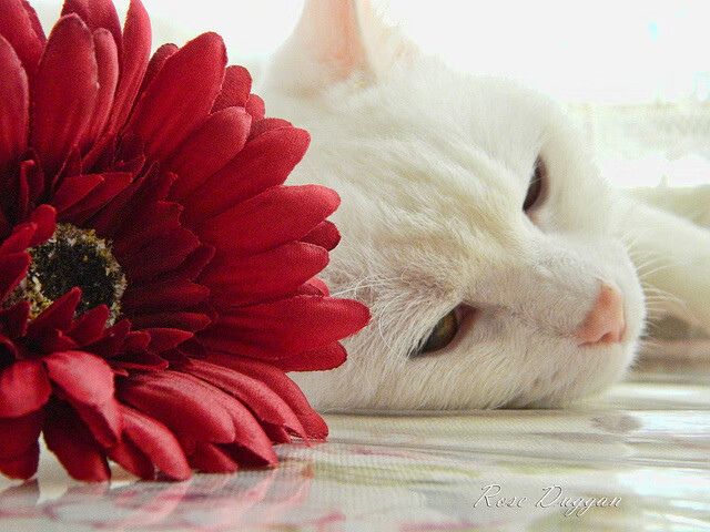 职业联赛推动转会流程透明化建立公开信息平台，职业选手的转会费归谁