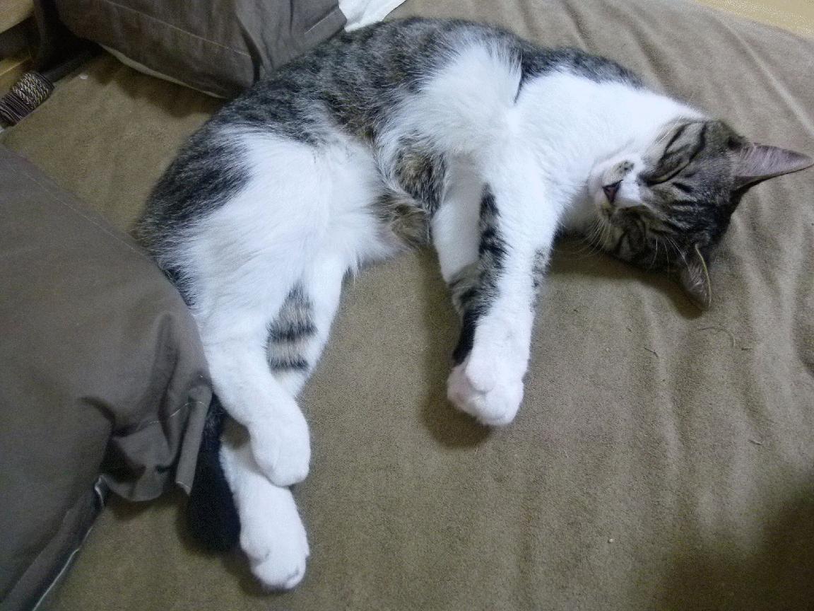 开云官方-英格兰男篮在国际比赛中表现稳定，逐步走向世界舞台