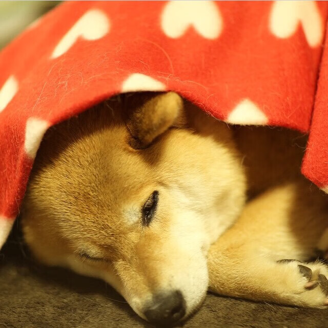 kaiyun开云·官方网站-蝶泳赛场上的波兰力量赫梅列夫斯基，蝶泳波浪