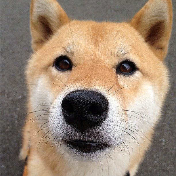 2025留学生求职机构Top5,DBC职梦成留学生最爱,留学生名企求职官网