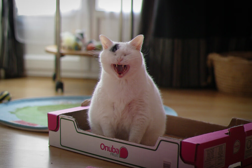 中国 basketball 训练中恢复日安排与高密度赛事体能管理,china basketball association