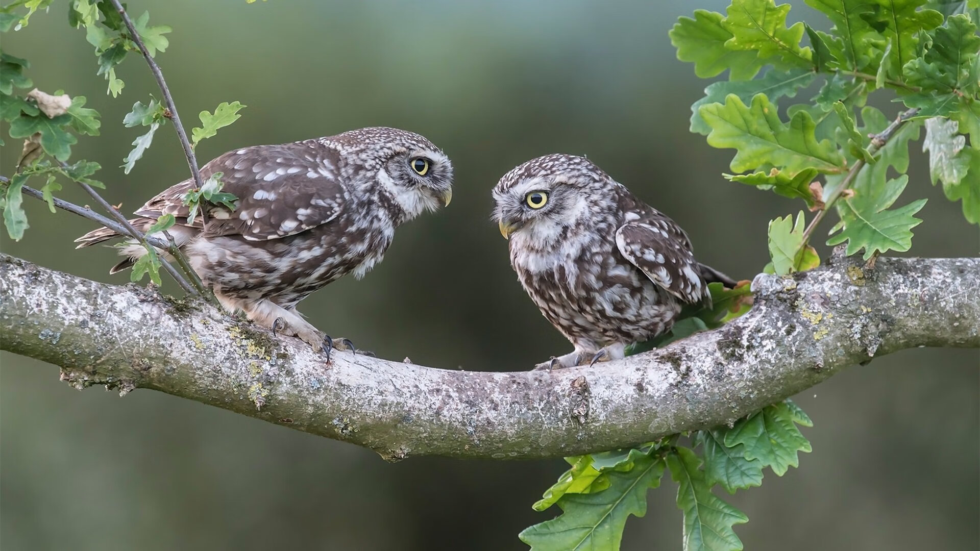 KAIYUNAPP-中国足球冲击2030世界杯，安东尼奥表达信心，针对中国足球现状简要分析2022年世界杯