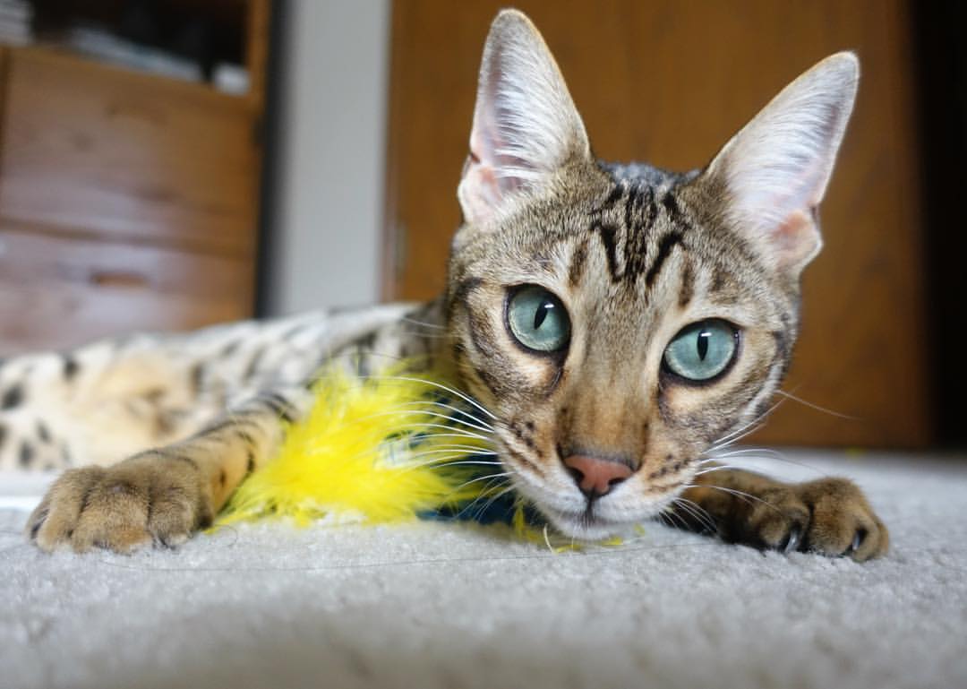 中国足球球迷安全组织与应急医务保障体系,中国国家足球队队医