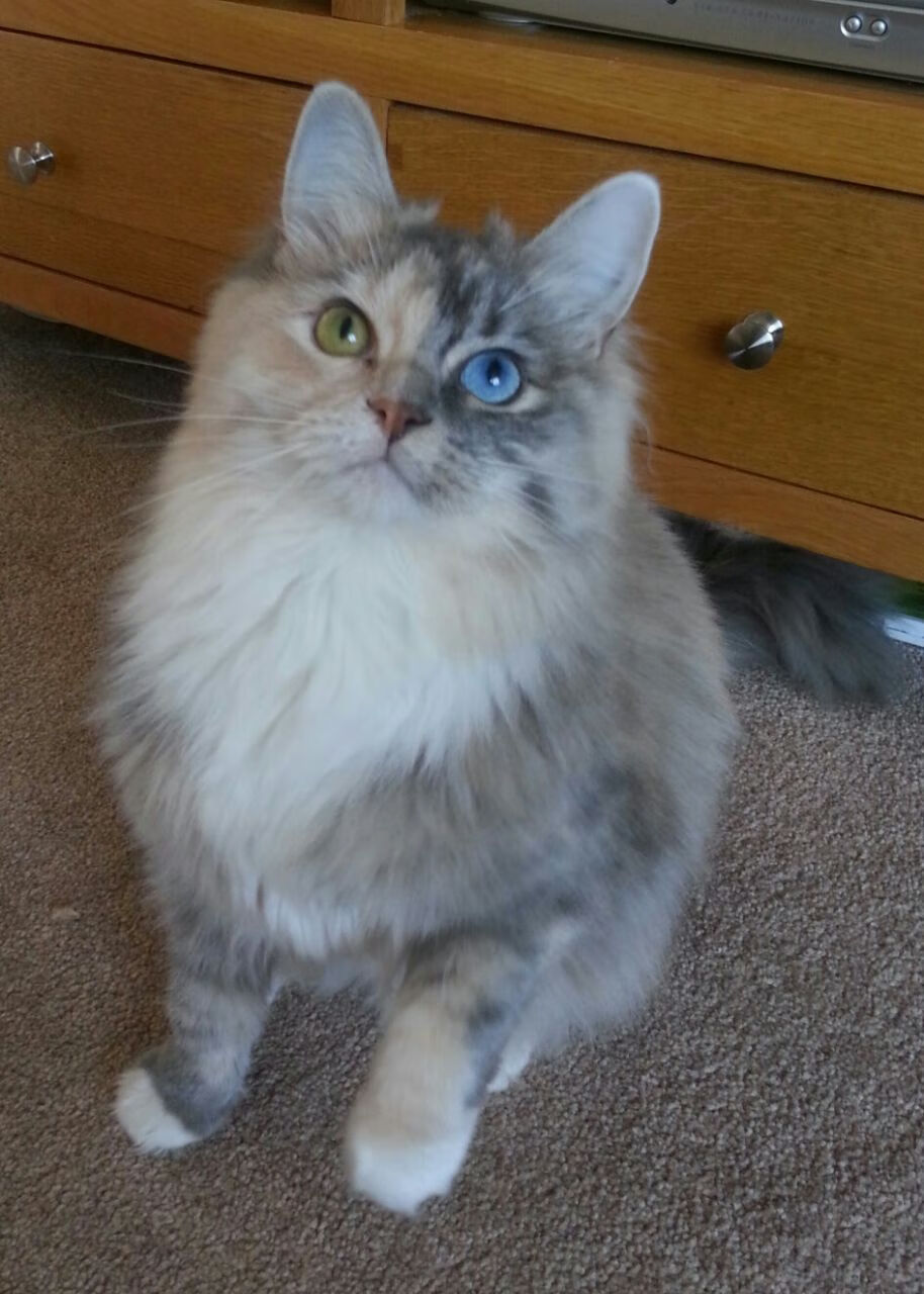 中国足球职业联赛落实财务透明化审计制度,中国足协财务公开