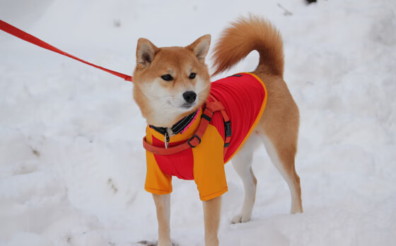 kaiyun网站-俱乐部设立退役球员职业发展顾问团 提供个性化建议，足球俱乐部退役号码