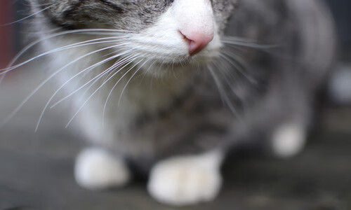 博卡后卫失位频繁，防线吃紧，博卡vs竞技实时比分